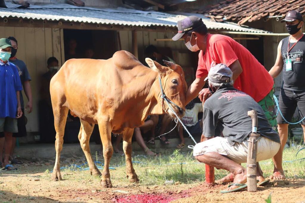 Kurban Berupa Uang