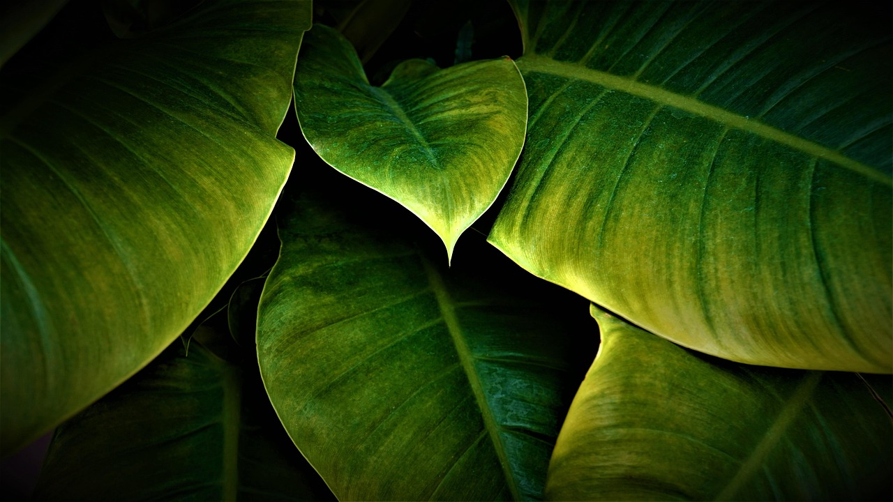 Klorofil: Rahasia Hijau Daun